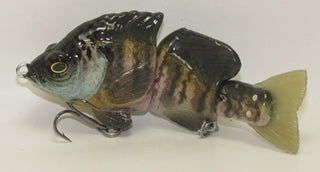 Baby Hardgill Summer Male