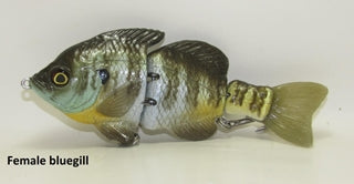 Hardgill Female Bluegill