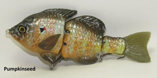 Hardgill Pumpkinseed