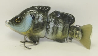 Baby Hardgill Female