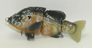Baby Hardgill Pumpkinseed
