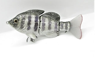 Hardgill Tilapia