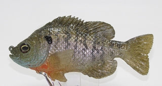 U2 Male Bluegill Floating Flat Tail